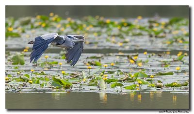 Blauwe Reiger - Grey Heron