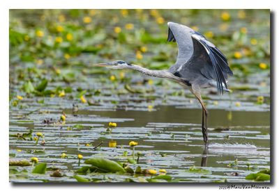 Blauwe Reiger - Grey Heron