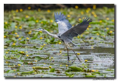 Blauwe Reiger - Grey Heron