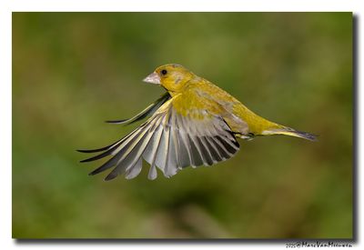 Groenling - Greenfinch