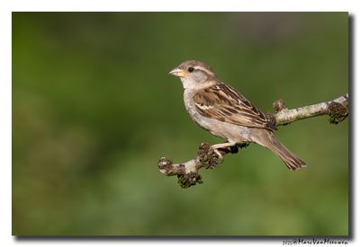 Huismus - House Sparrow 