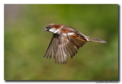 Huismus - House Sparrow