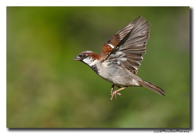 Huismus - House Sparrow