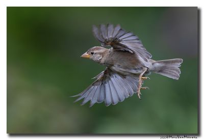 Huismus - House Sparrow