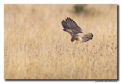 Torenvalk - Kestrel