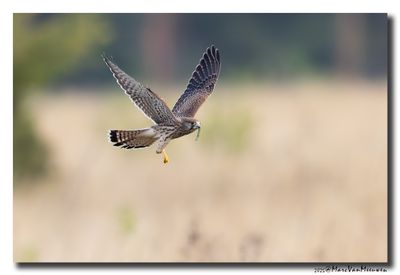 Torenvalk - Kestrel