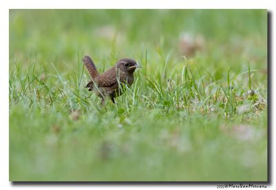 Winterkoning - Eurasian Wren