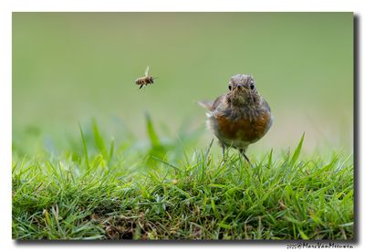 Roodborst - Robin