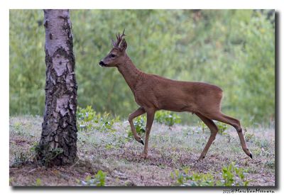 Ree - Roe deer