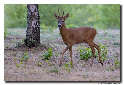 Ree - Roe deer