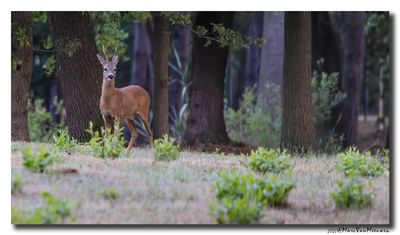 Ree - Roe deer