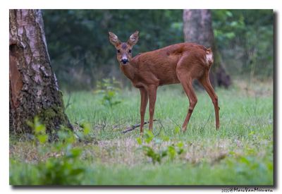 Ree - Roe deer