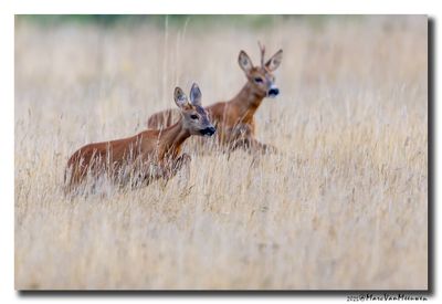 Ree - Roe Deer 