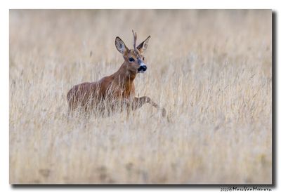 Ree - Roe deer