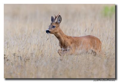 Ree - Roe deer