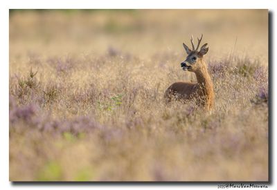 Ree - Roe deer