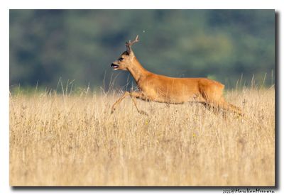 Ree - Roe Deer