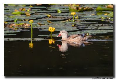 Mandarijneend - Mandarin Duck