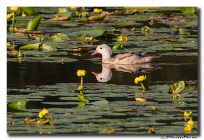 Mandarijneend - Mandarin Duck