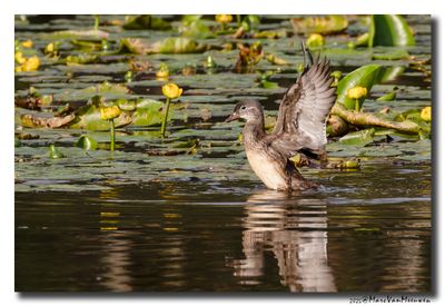 Mandarijneend - Mandarin Duck