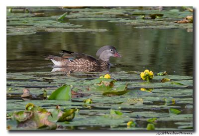 Mandarijneend - Mandarin Duck