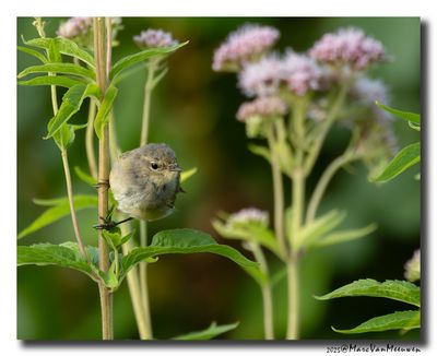 Tjiftjaf - Common Chiffchaff