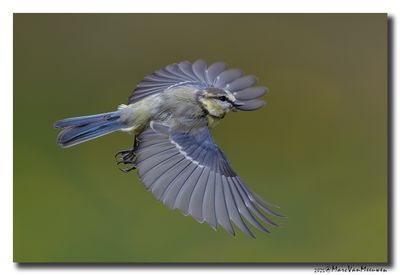 Pimpelmees - Blue Tit