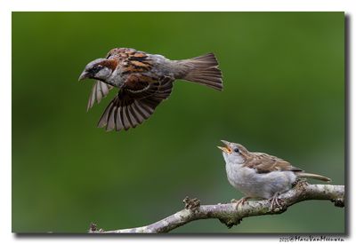 Huismus - House Sparrow
