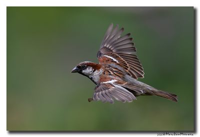 Huismus - House Sparrow