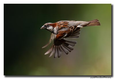 Huismus - House Sparrow