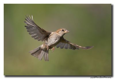 Huismus - House Sparrow