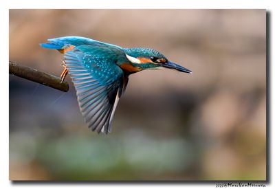 Ijsvogel - Kingfisher
