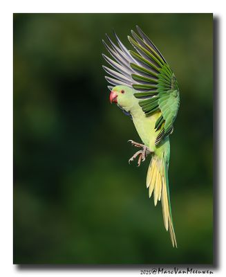 Halsbandparkiet - Rose-ringed Parakeet