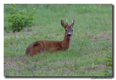 Ree - Roe deer