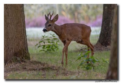 Ree - Roe deer