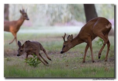 Ree - Roe deer