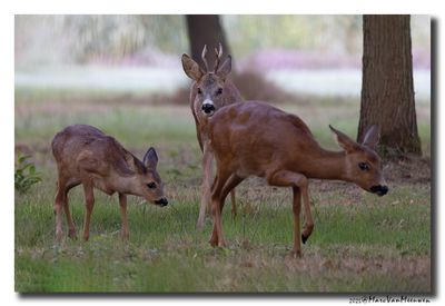 Ree - Roe deer