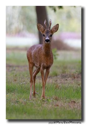 Ree - Roe deer
