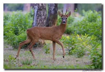 Ree - Roe deer