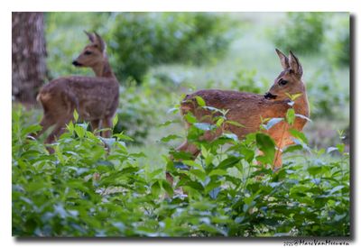 Ree - Roe deer