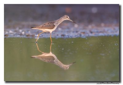 Groenpootruiter - Greenshank