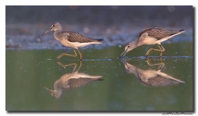 Groenpootruiter - Greenshank