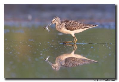 Groenpootruiter - Greenshank