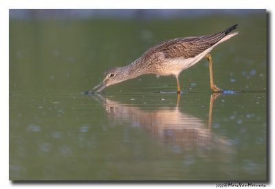 Groenpootruiter - Greenshank