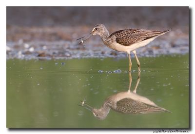 Groenpootruiter - Greenshank