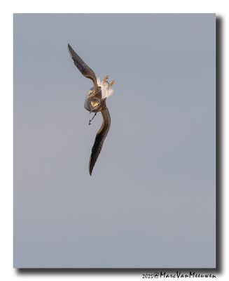Groenpootruiter - Greenshank