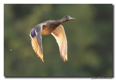 Wilde Eend - Mallard