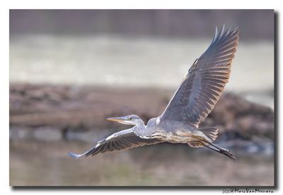 Blauwe Reiger - Grey Heron