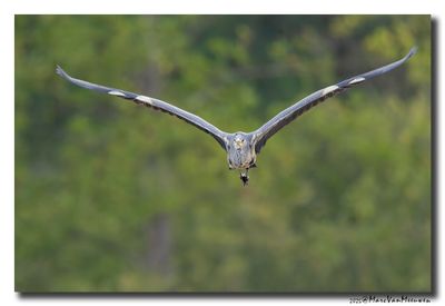 Blauwe Reiger - Grey Heron