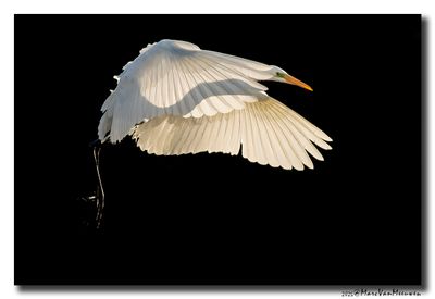 Grote Zilverreiger - Great Egret